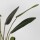 RINGO-Living Kunstpflanze Kalia in Grün aus Kunststoff 1000x700mm