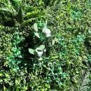 RINGO-Living Pflanzenwand - Kunsthecke Wini in Grün aus Kunststoff 800x800x100mm